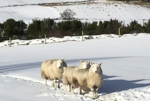 Holiday Cottage Visitors - sheep