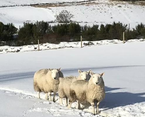 Holiday Cottage Visitors - sheep